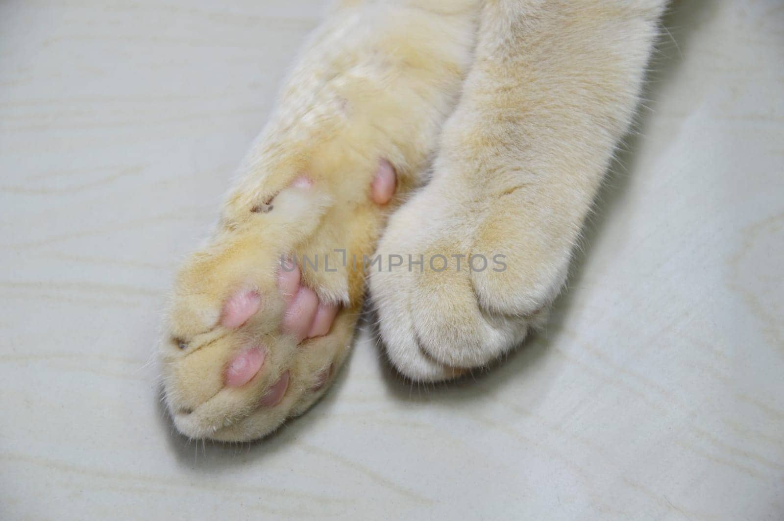 close-up photo of cat's paw