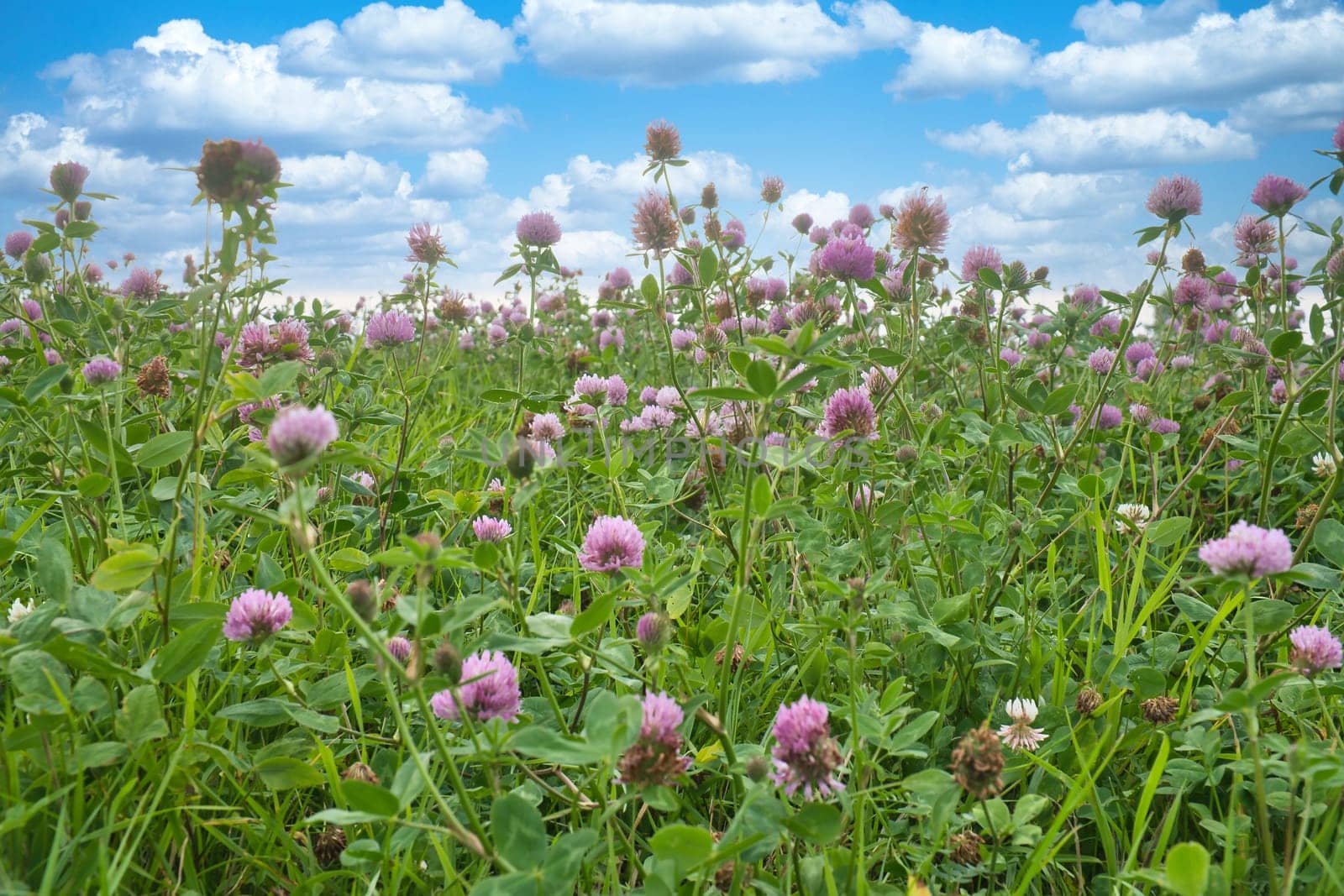 Summer meadow with clover. Pink and white flowers in the green grass. Healing and fodder plant. Flowers in nature