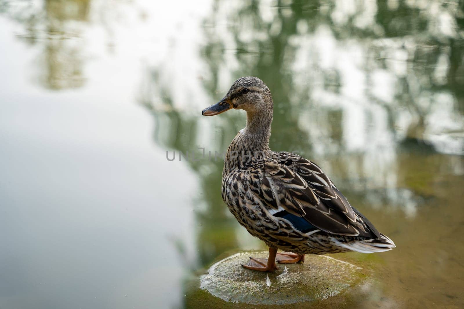 Mallard or wild duck Anas platyrhynchos female stands on a stone in a local lake. Beautiful waterfowl. Close up