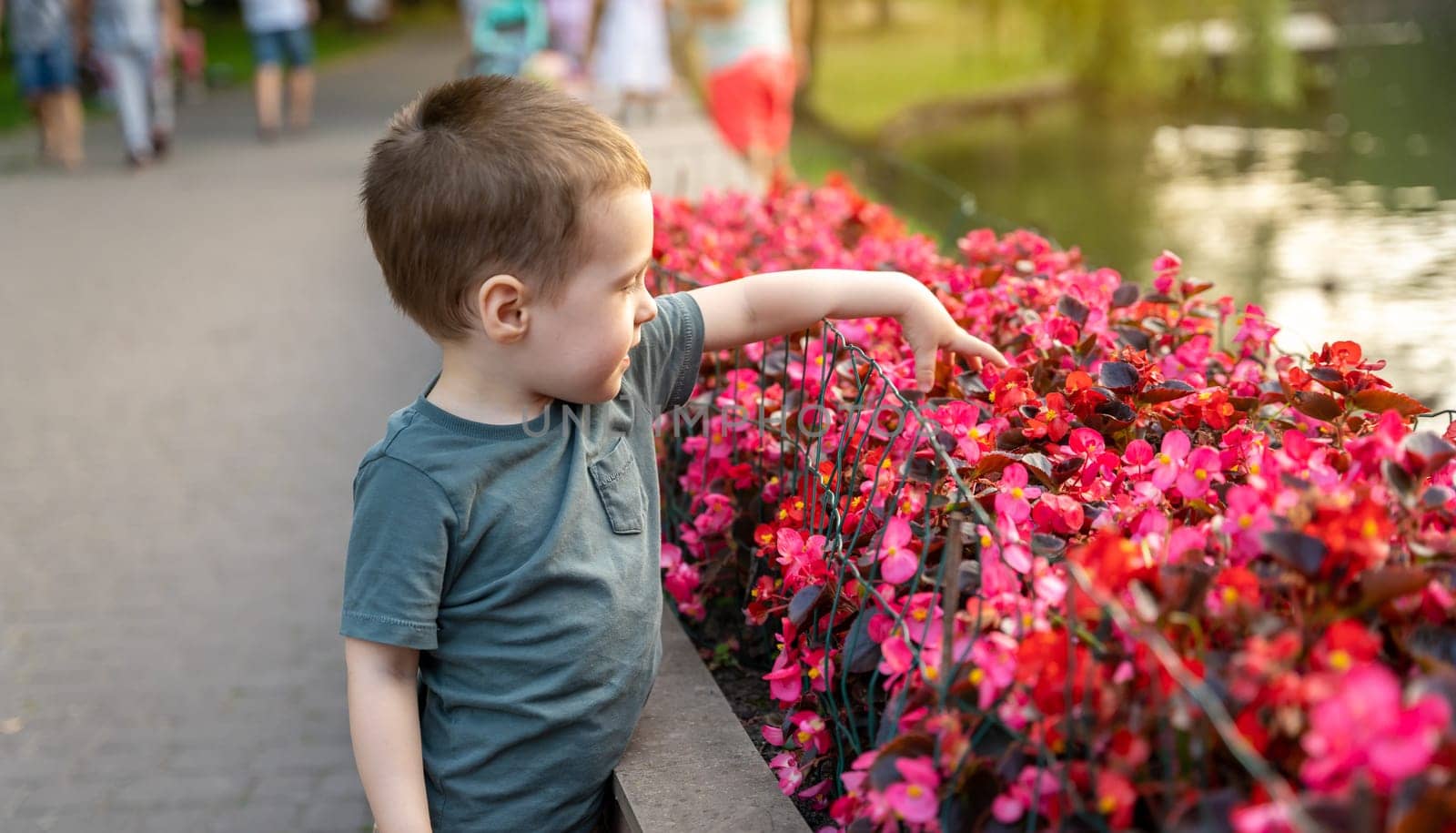 A cute toddler boy of two or three years touches pink flowers growing in a flower bed in a city park on a sunny summer day. Toddlerhood and childhood concept. Nature. Focus on flowers