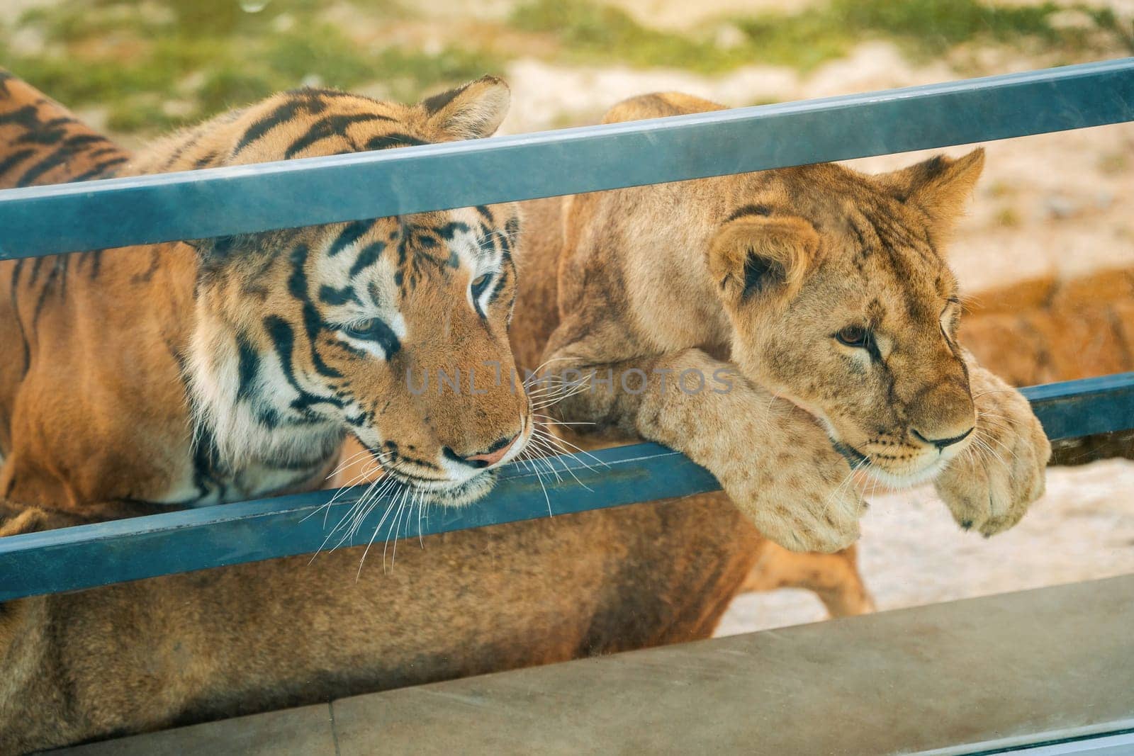 Beautiful African lion and asiatic tiger in a zoo enclosure on a summer sunny day. Wild animals. Close up