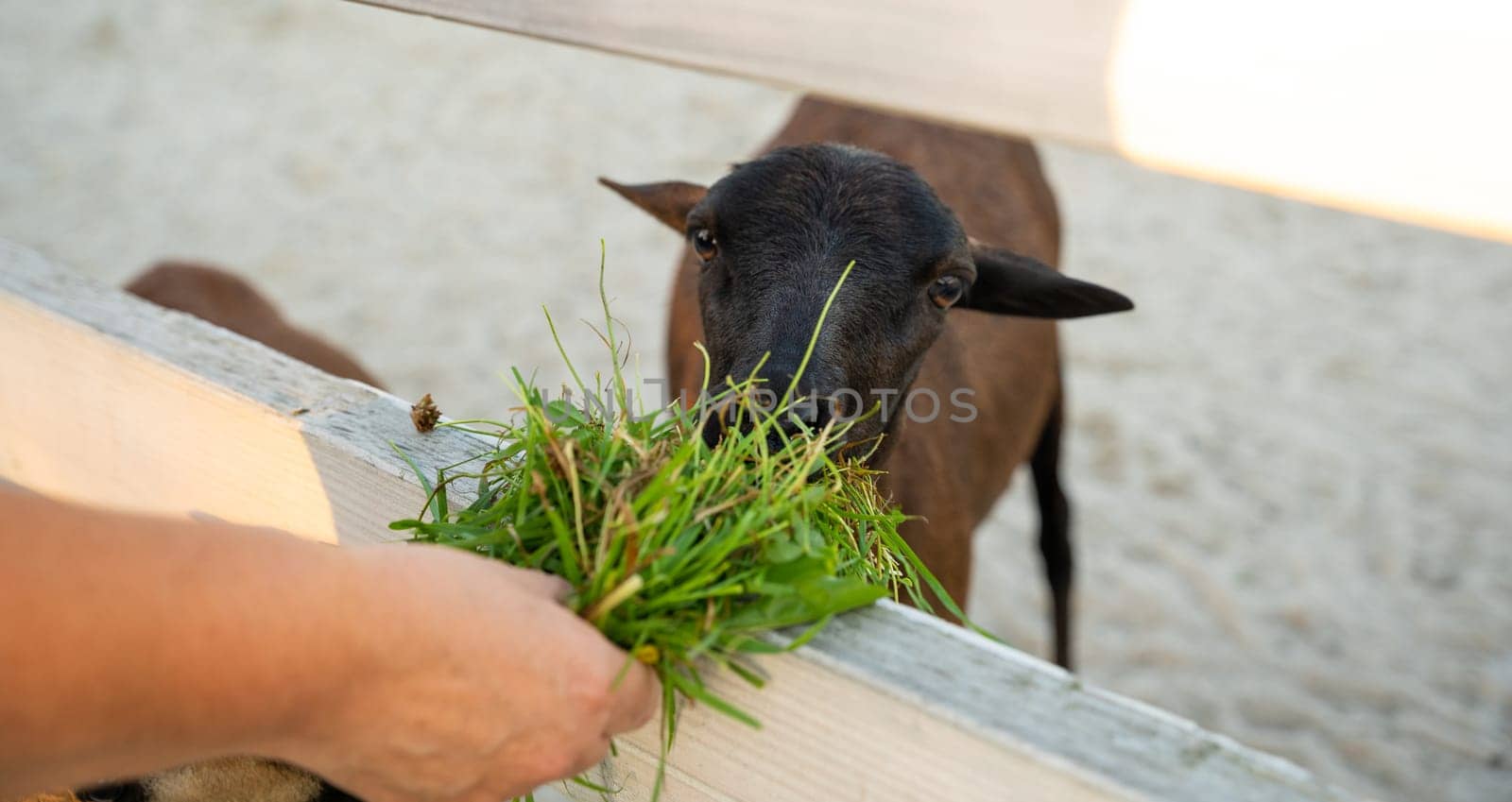 A woman feeds a brown goat grass in a petting zoo. Be closer to animals and nature. Close up