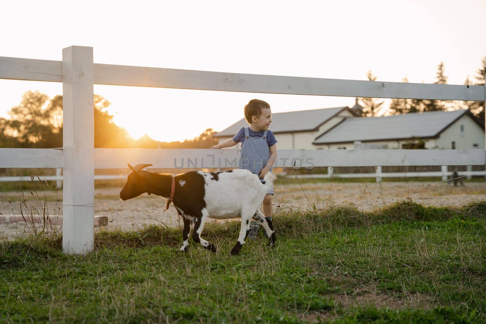 Cute toddler boy two or three years old standing near a goat on a farm. Friendship with the animal. Active leisure with children outdoors. Petting zoo. Summer sunset light
