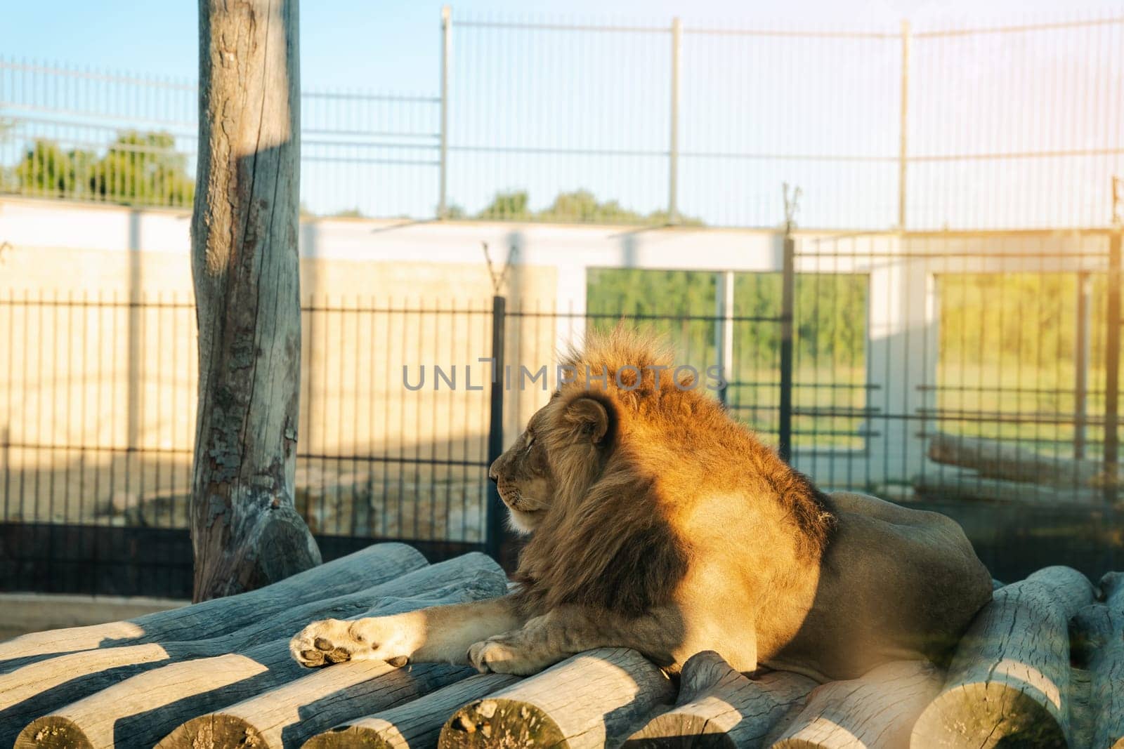 Beautiful African lion in a zoo enclosure on a summer sunny day. Wild animals.
