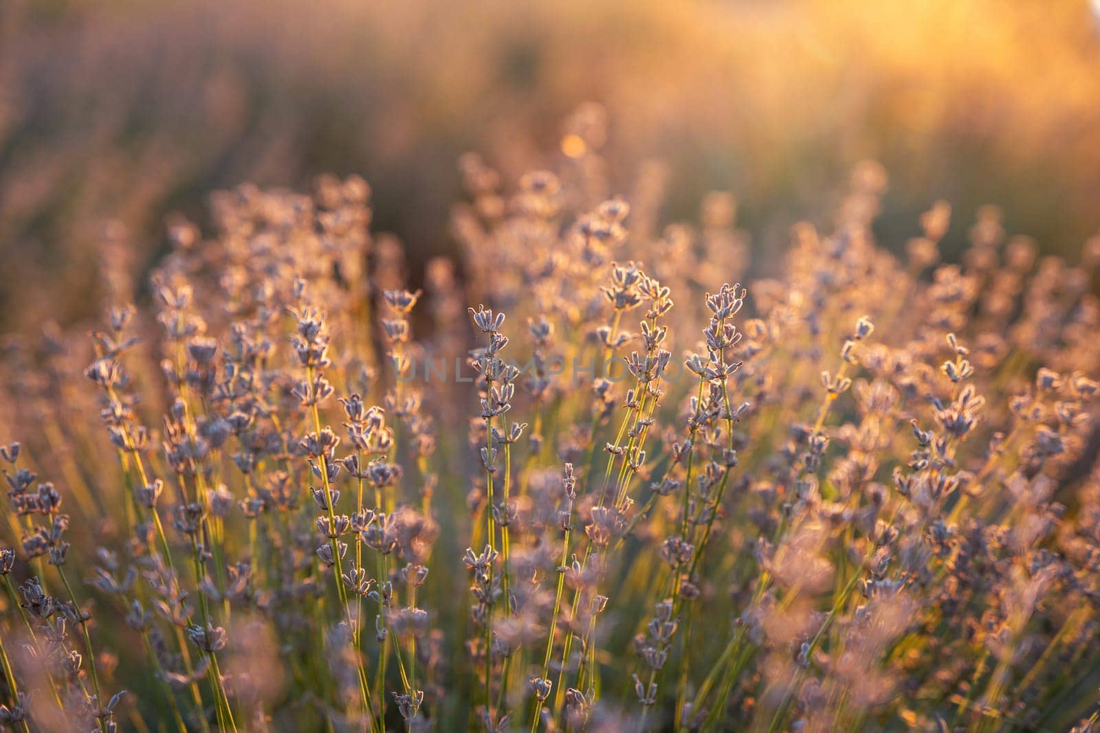 Beautiful lavender in the light of the setting summer sun. Nature. Selective focus