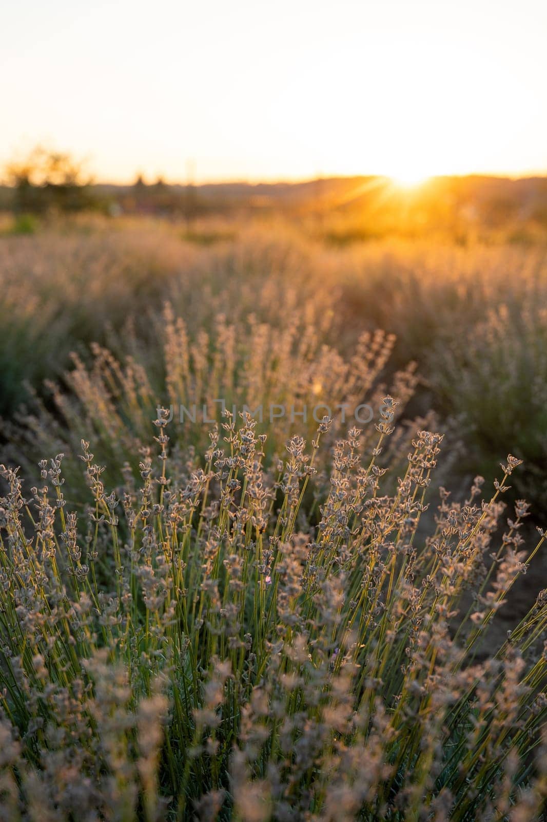 Beautiful lavender in the light of the setting summer sun. Nature. Selective focus