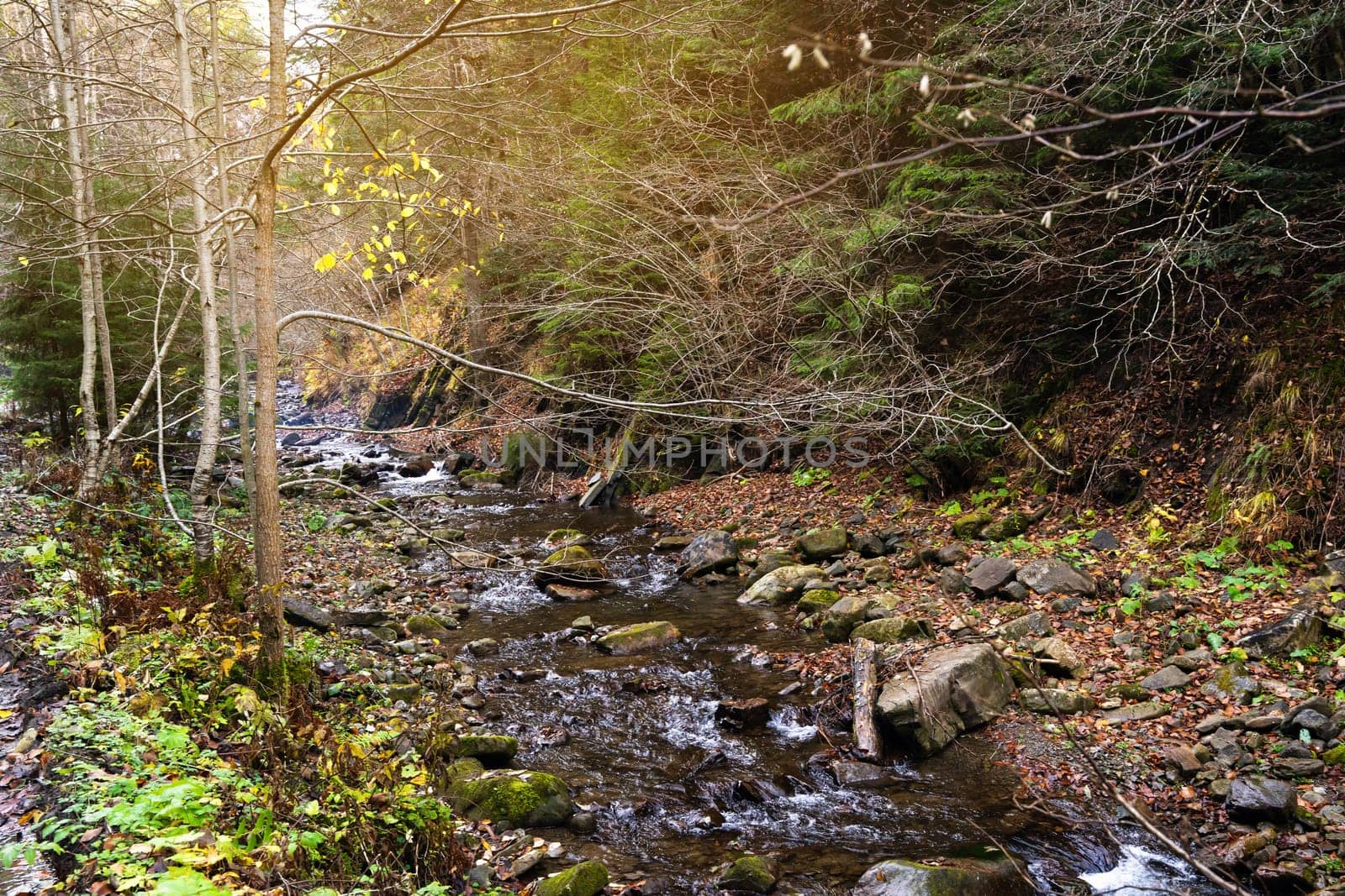 Beautiful autumn or fall landscape in Carpathian Mountains, Ukraine. Mountain river in the forest with stones. Tatariv, Ivano-Frankivsk Oblast. Road to Huk waterfall. Selective focus