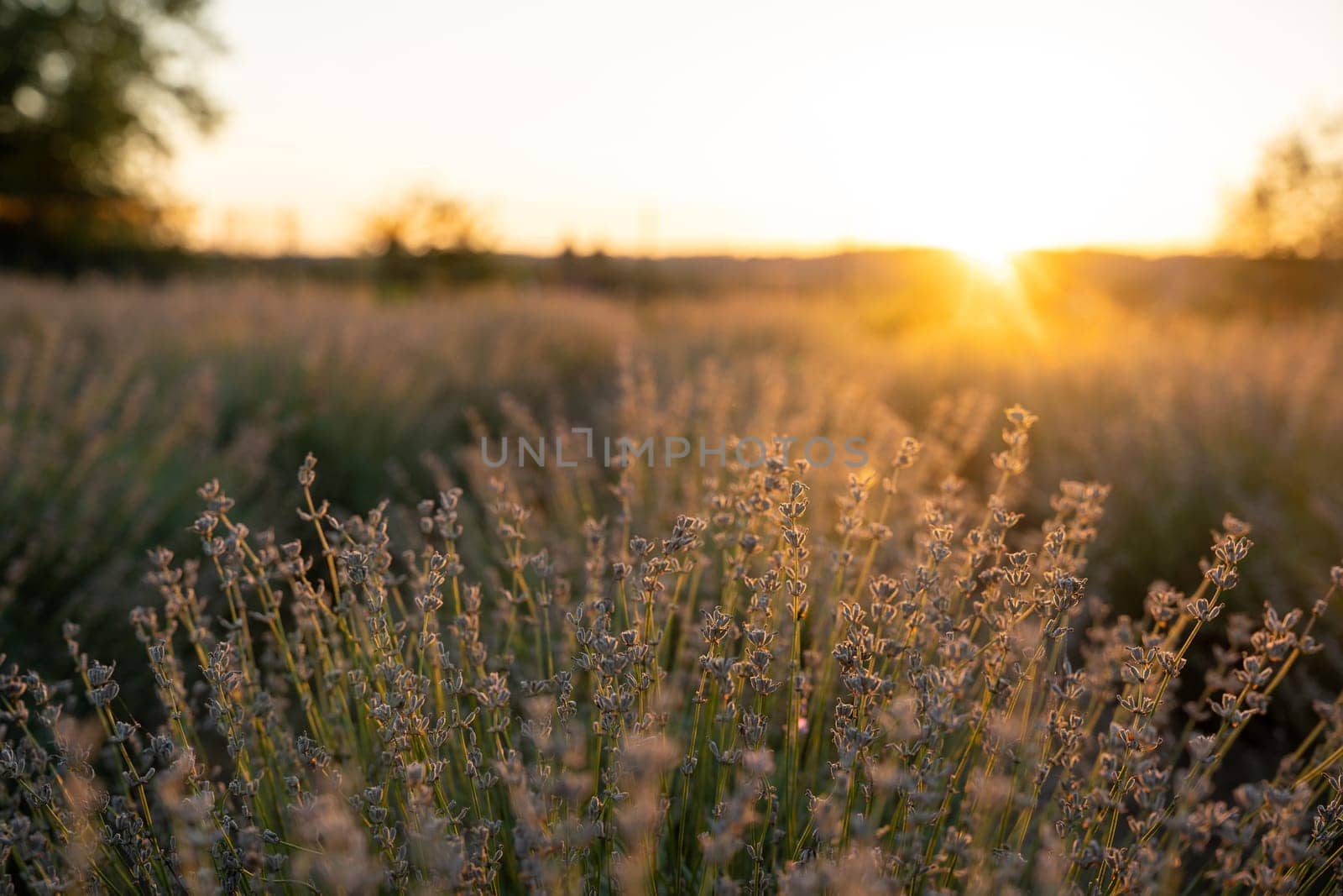 Beautiful lavender in the light of the setting summer sun. Nature. Selective focus