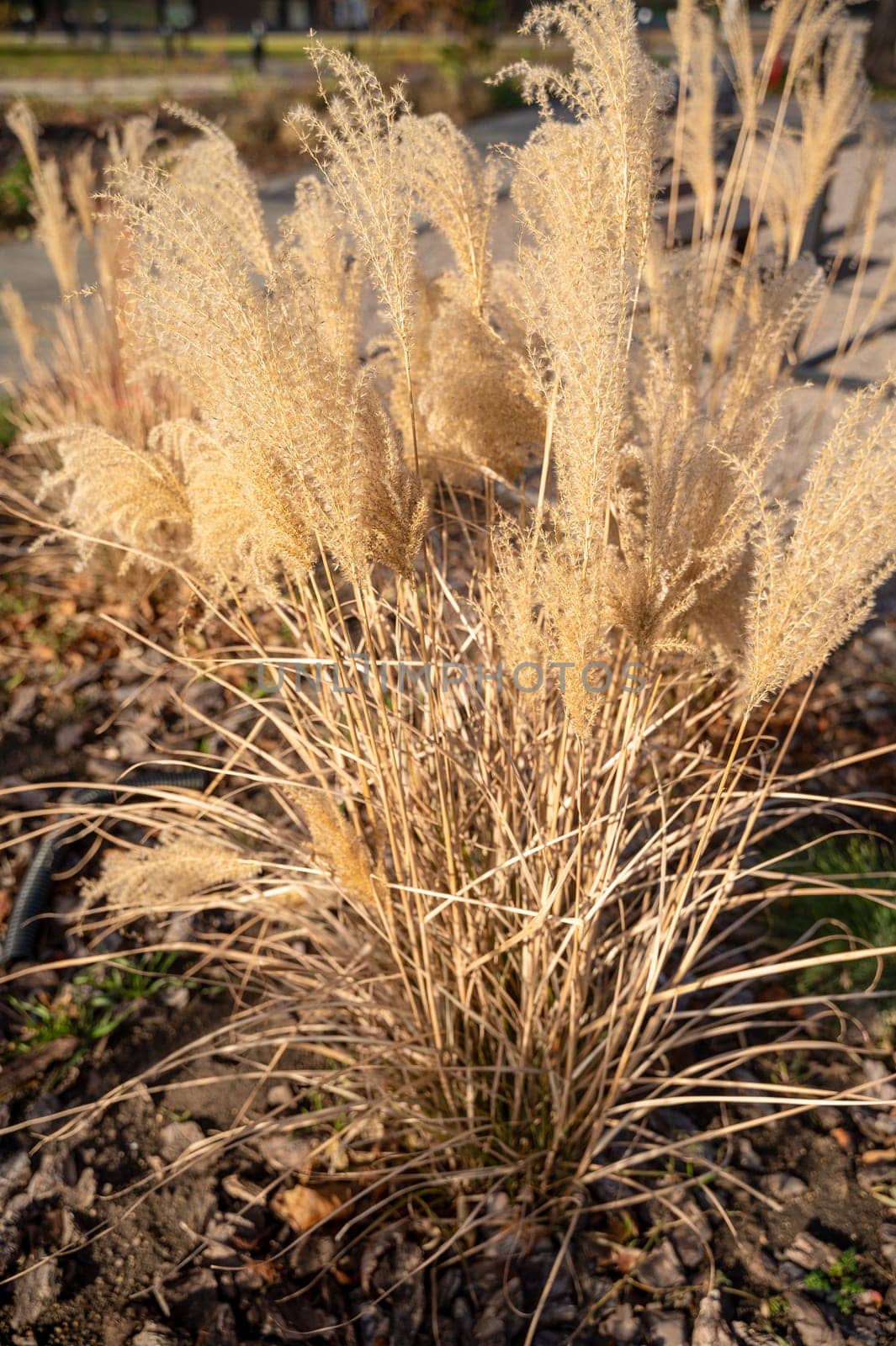 A close up of a plant. High quality photo, yellow tall grass flutters in the wind. photo has vertical orientation, the grass is soft.