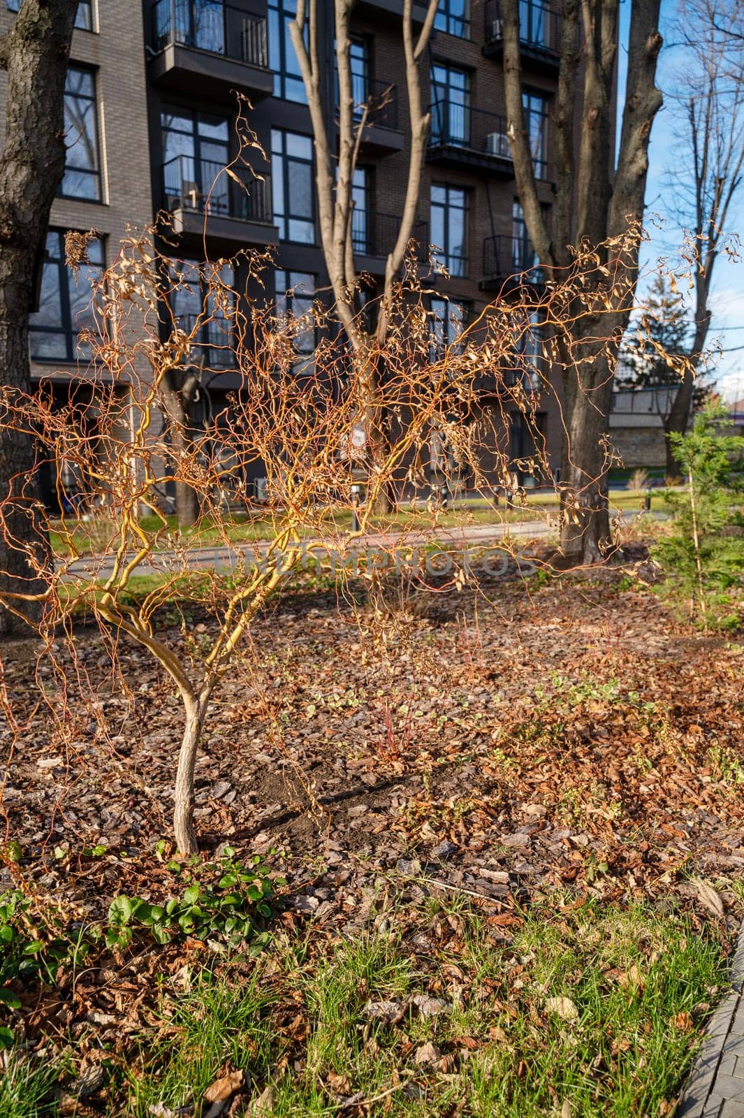 autumn in the yard in the city, around trees without leaves and grass. in the foreground grows a young willow tree. behind there is a multi-storey building. sunny day in the urban space