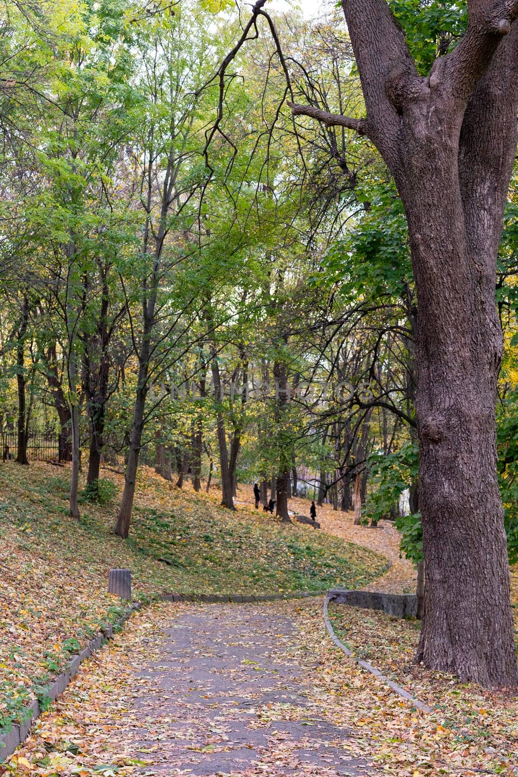 A peaceful park filled with trees showcasing fall colors. A winding path leads through the leaves, inviting visitors for a stroll. People can be seen walking in the distance, enjoying nature's beauty.