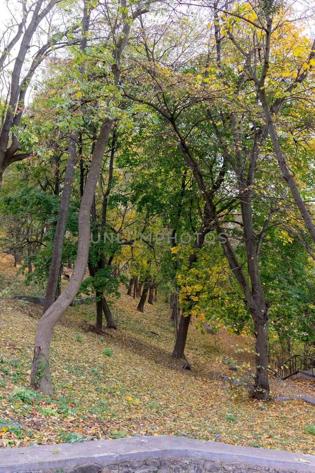 Colorful leaves adorn the trees in a tranquil park during autumn. The ground is carpeted with fallen leaves, creating a picturesque landscape ideal for leisurely walks.