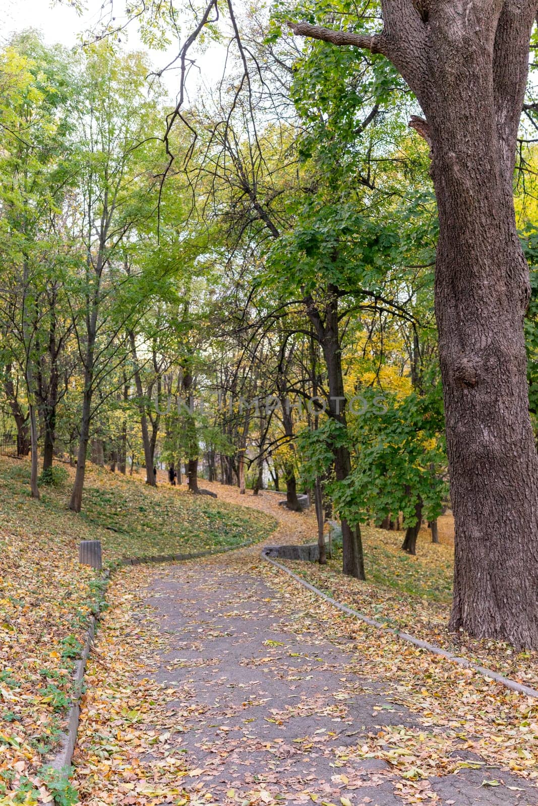 A winding path covered with fallen leaves leads through a peaceful park, showcasing trees in various shades of green and yellow against a cloudy autumn sky.