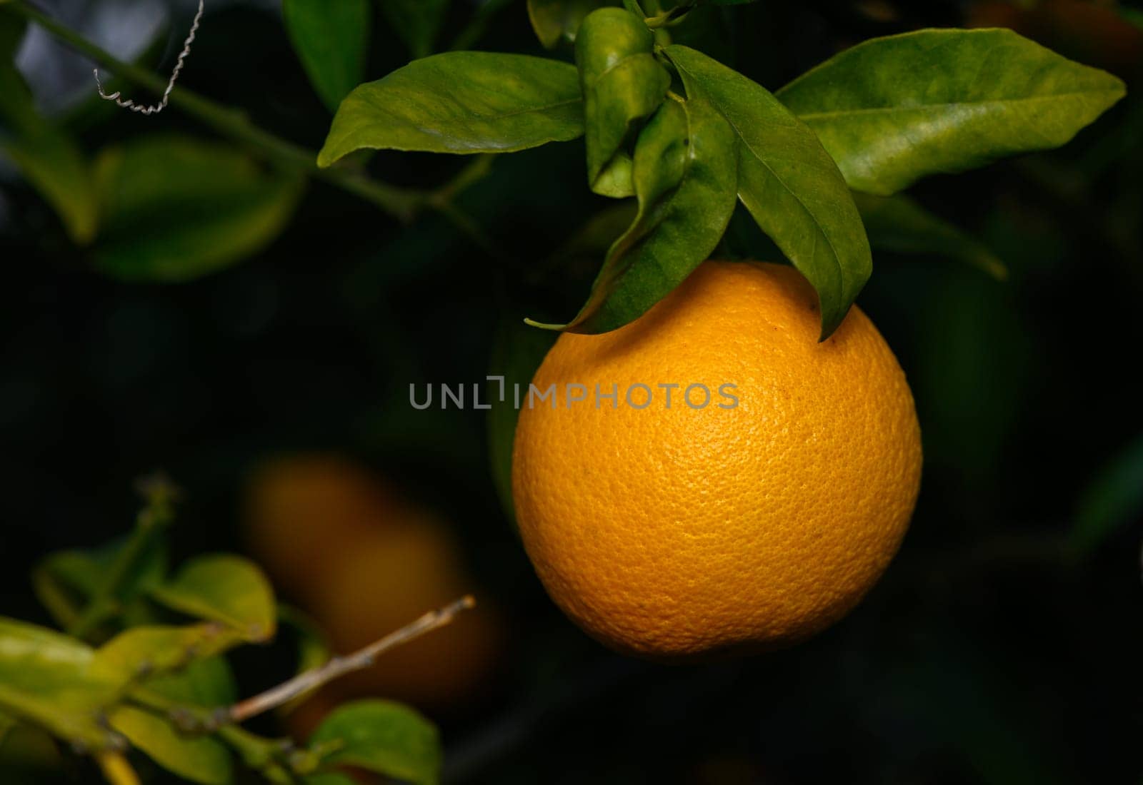 A solitary orange dangles from its branch, surrounded by rich green foliage, capturing the warmth of sunlight in spring.