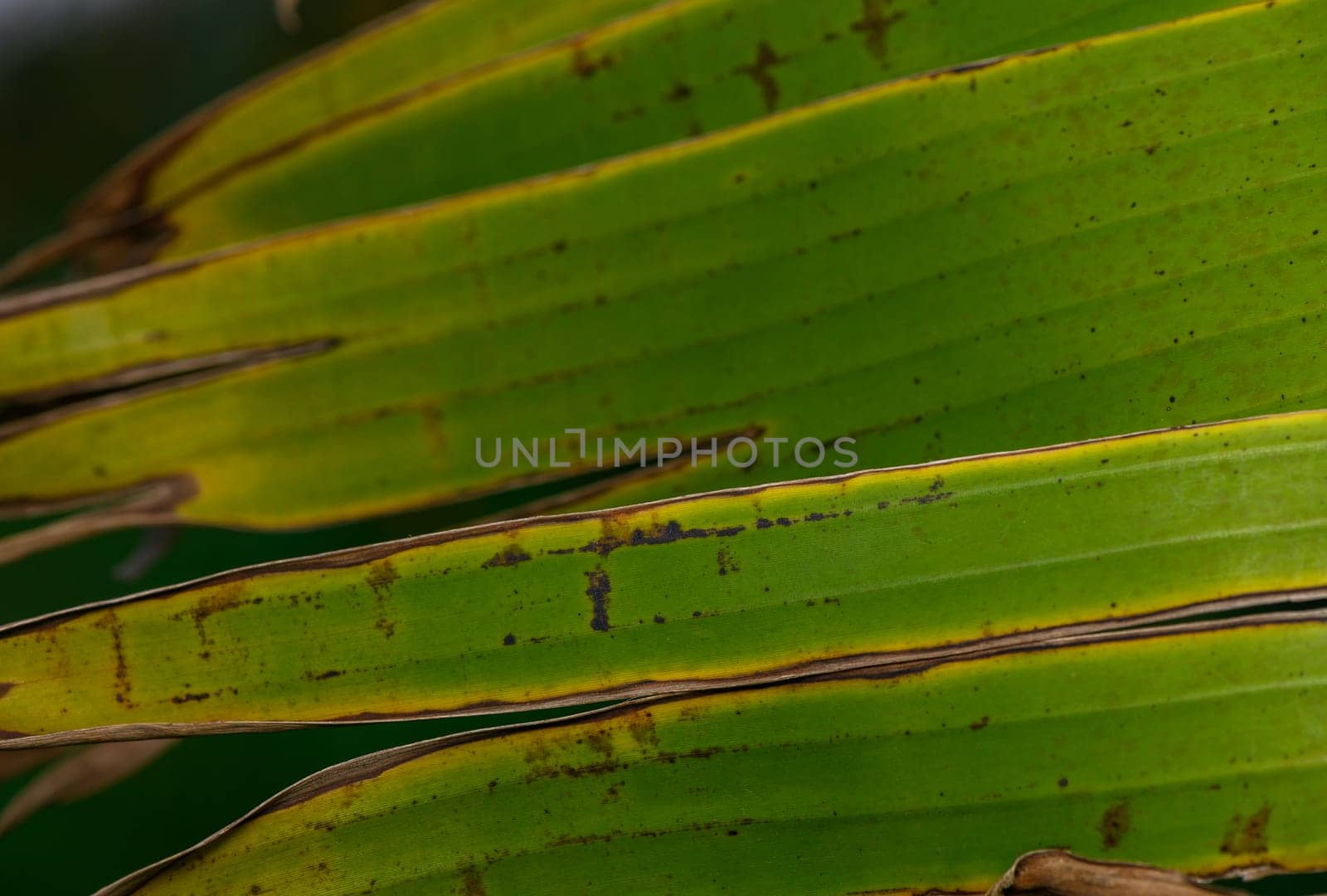 Lush green leaves with striking textures and details reflect the beauty of nature in a tranquil rainforest.