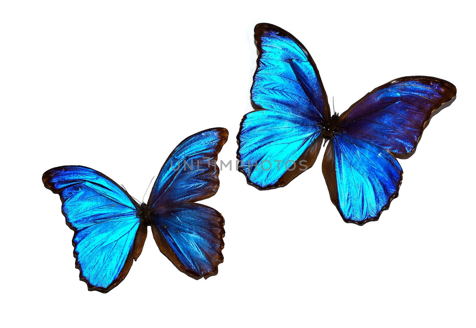 Morpho anaxibia and Papilio galienus butterflies on white background