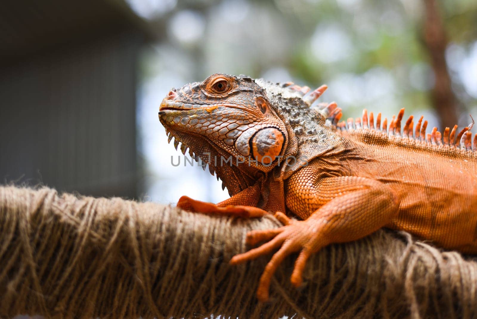 Orange iguana sitting on a branch in zoo in vietnam