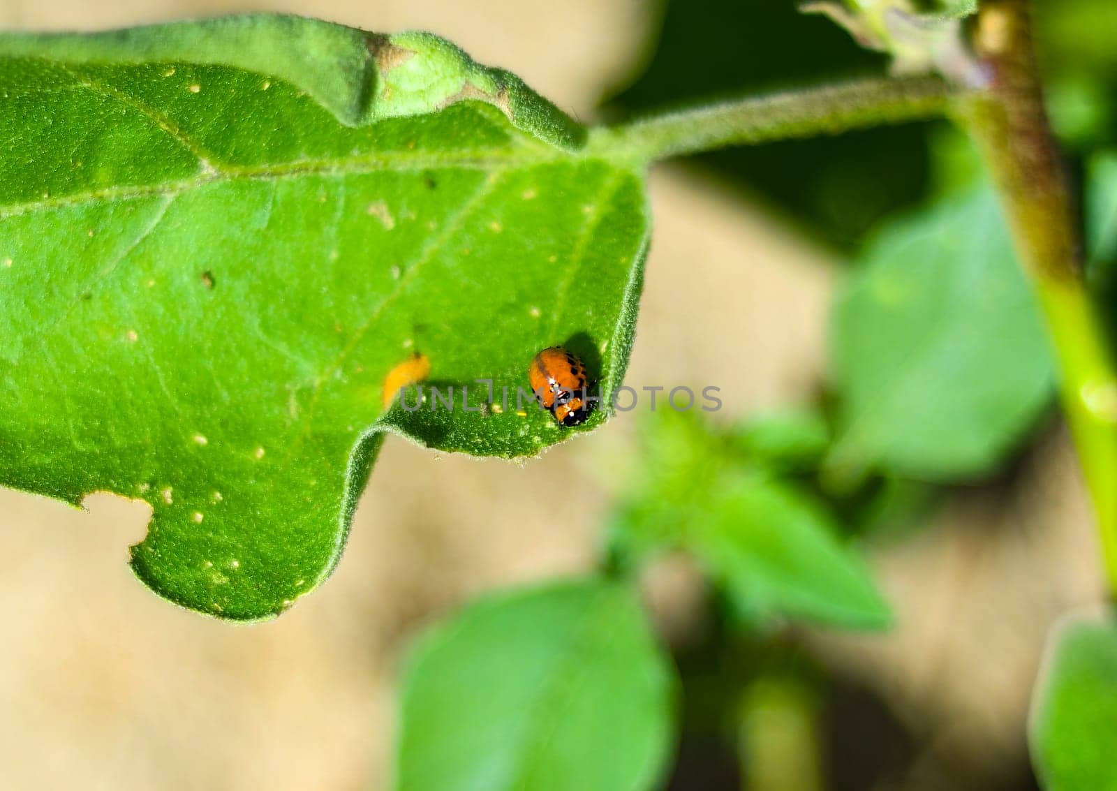 Colorado potato beetle larva eating a potato leaf