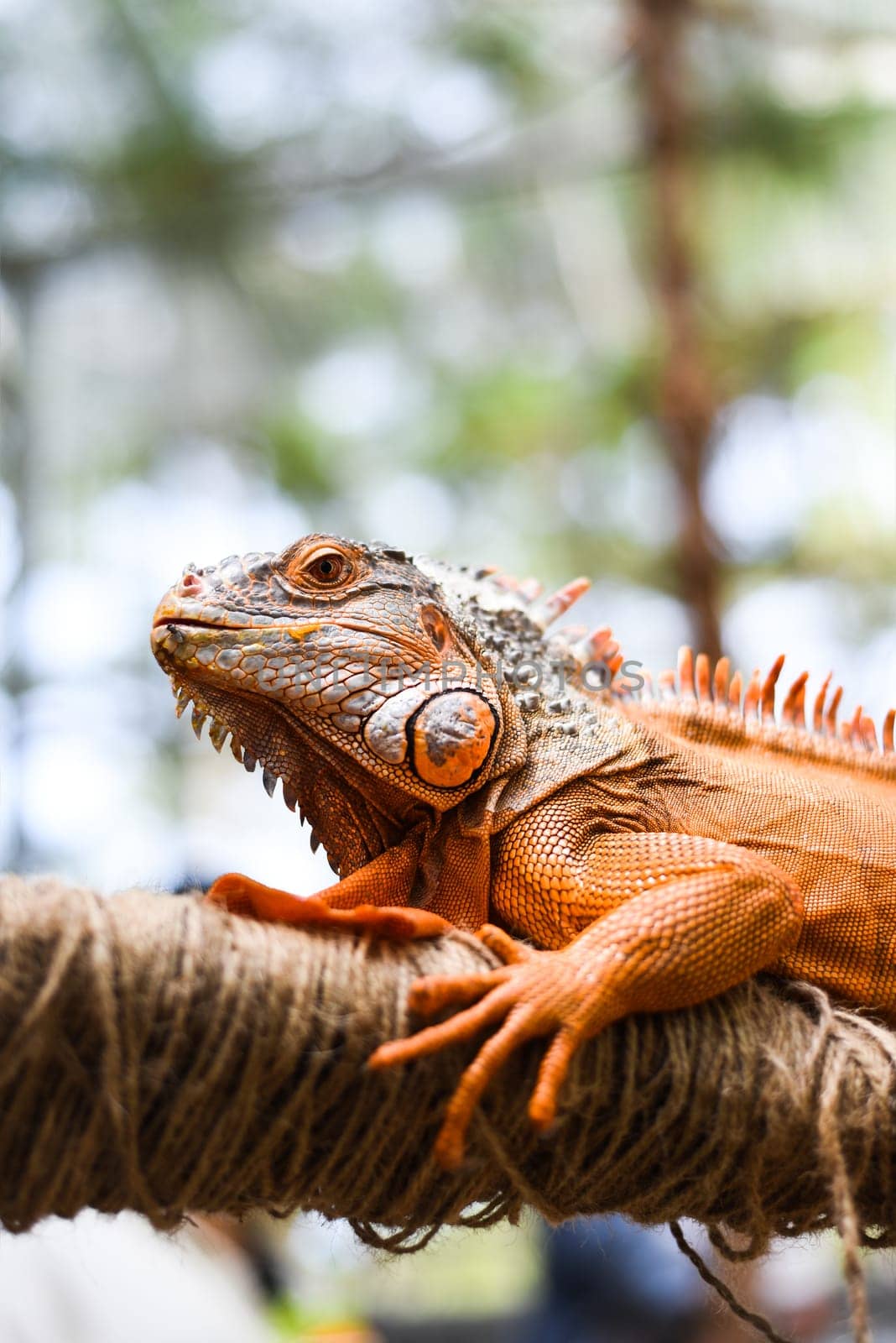 Orange iguana sitting on a branch in zoo in vietnam
