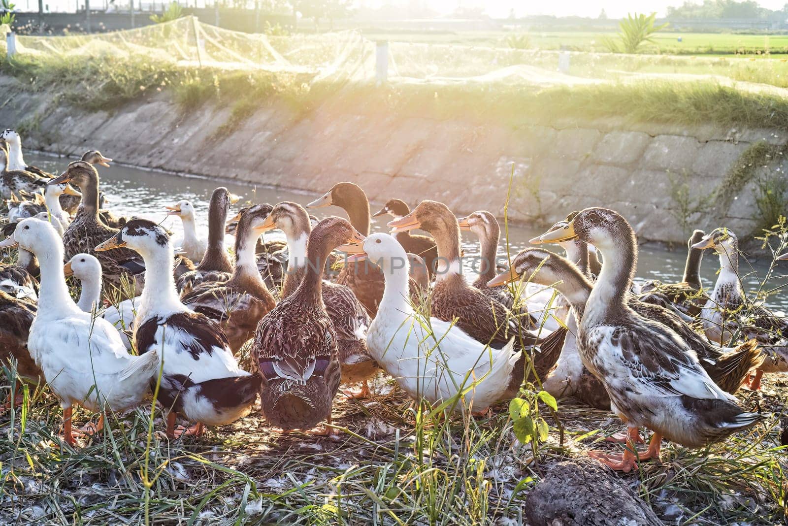 Group of ducks walking at sundown