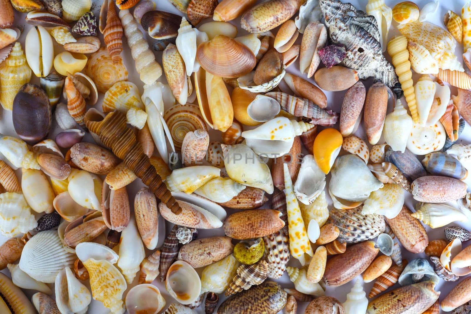 Many tropical seashells as a background