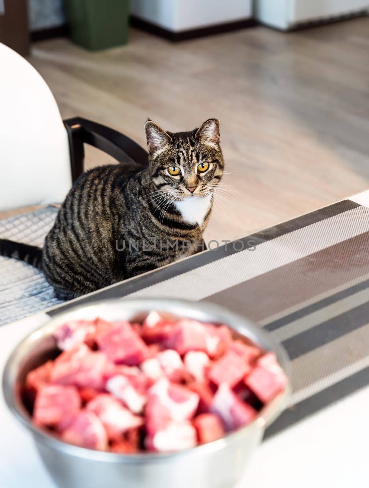 Hungry cat looking at frech cut meat of pork on the table