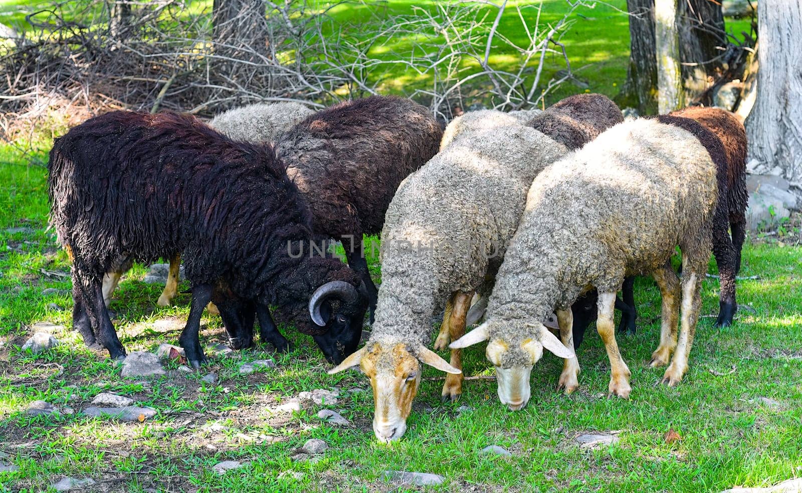 White and brown rams eating grass