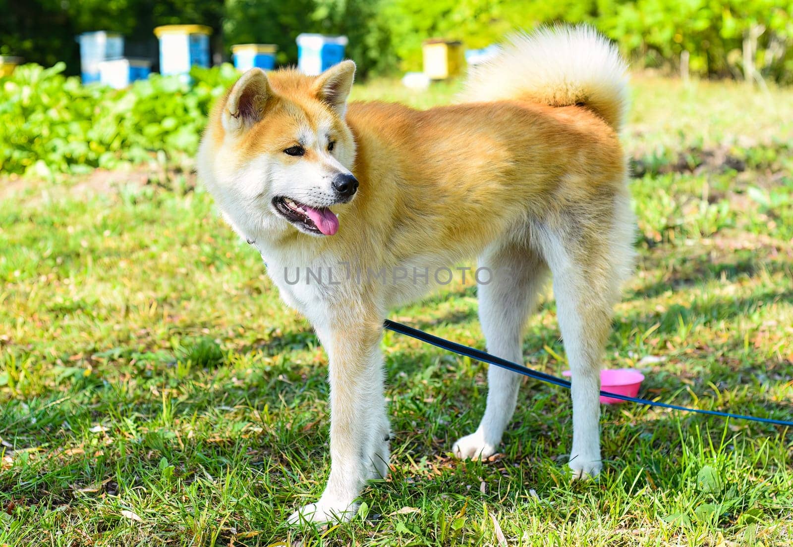 Adult Akita dog from Japan.