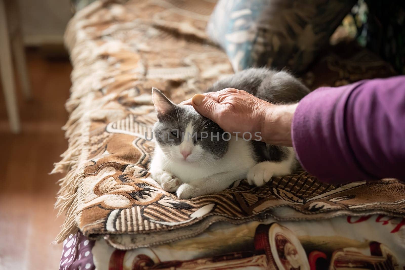 Young gray cat with yellow eyes   looking in the camera and old person petting the cat
