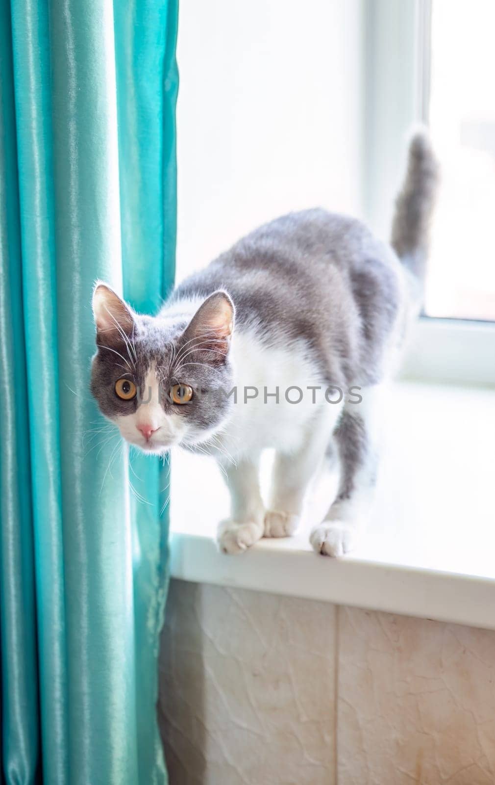 Young gray cat with big yellow eyes hunting and going to jump from the window