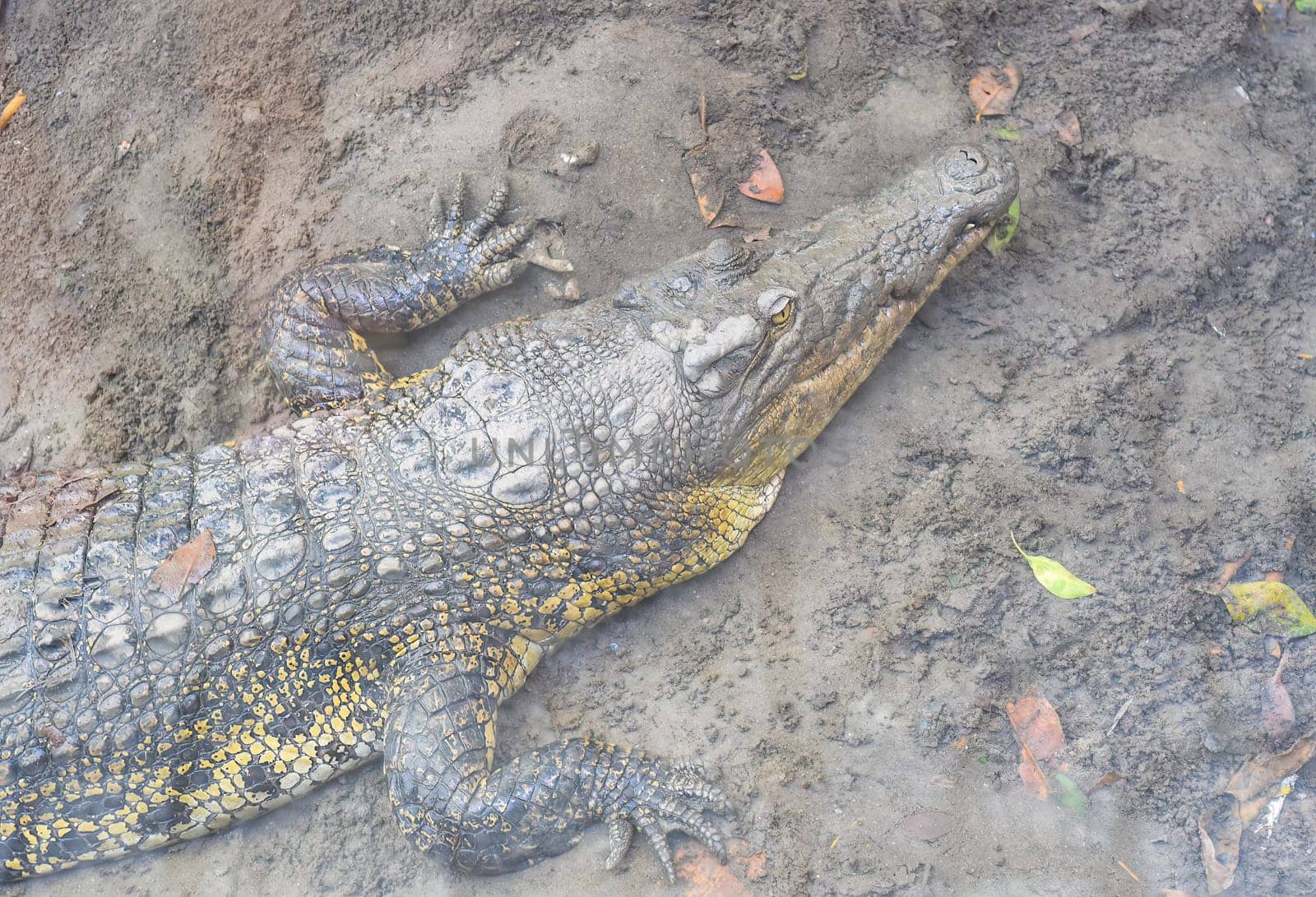 Crocodile resting on the ground in Vietnam