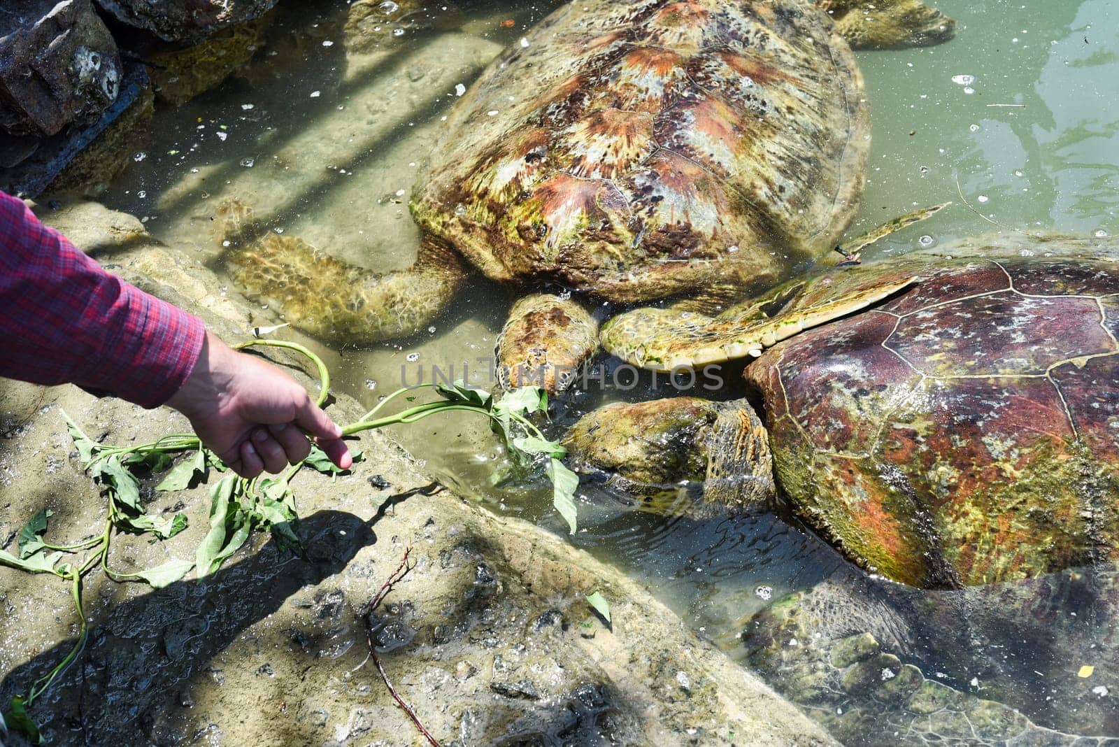 Person feeding the sea turtles with grass