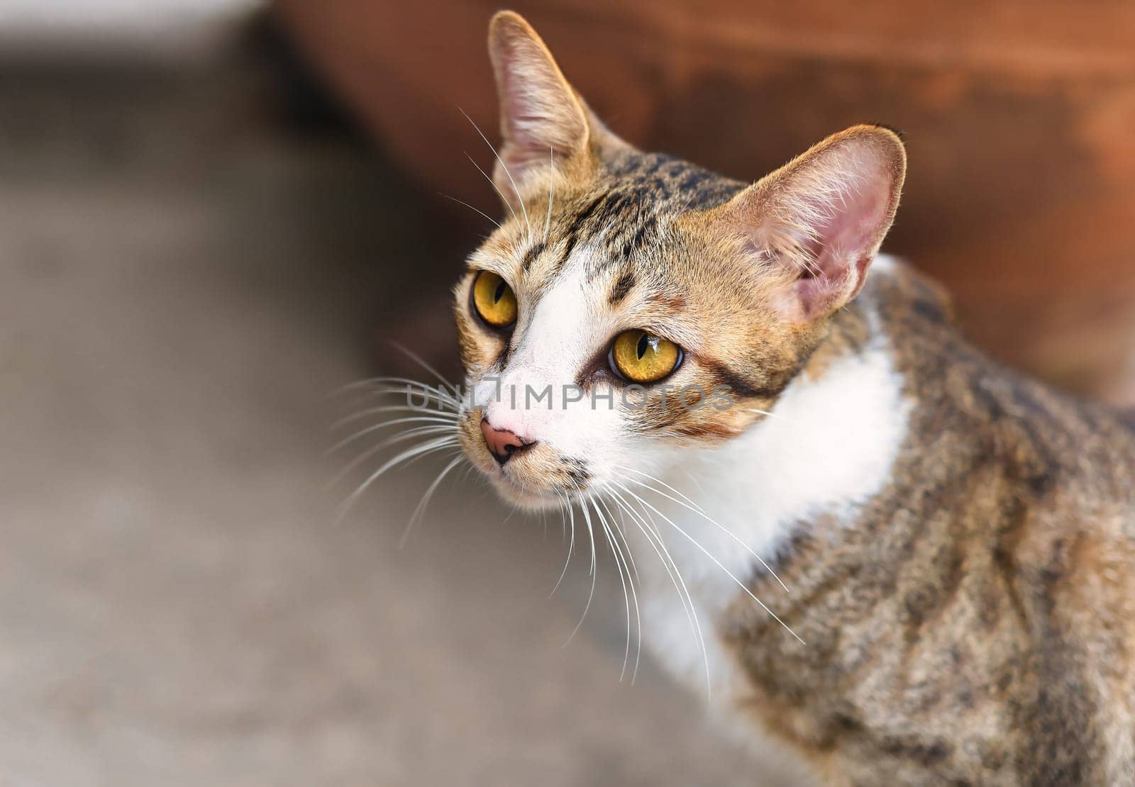 Attentive cat with bright yellow eyes listening a sound close up with copy space