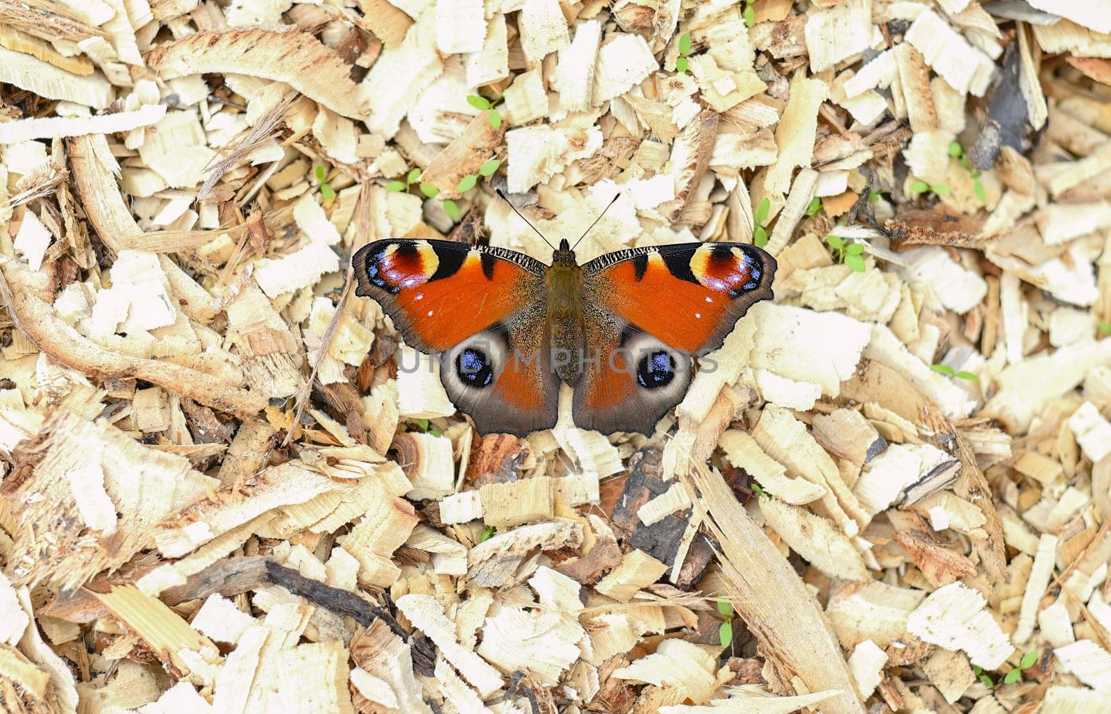 Aglais io, the European peacock known as peacock butterfly on stones. Far East, Russia