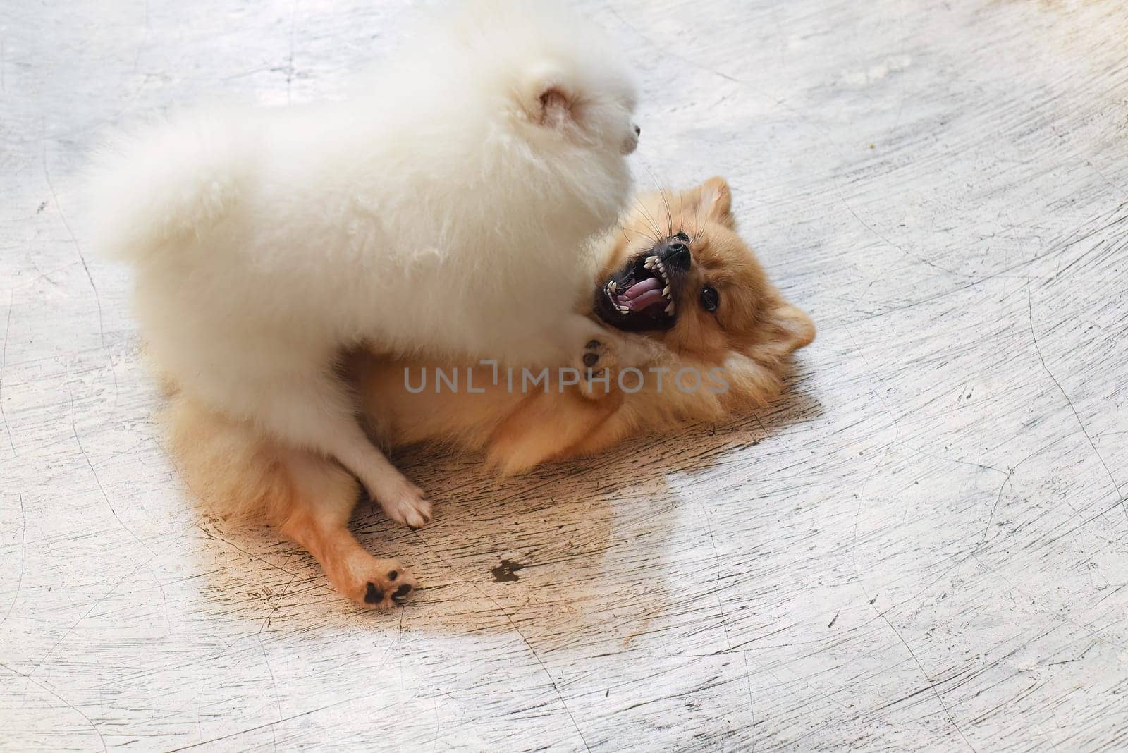 Fighting pomeranian dogs or dwarf spitz on the floor