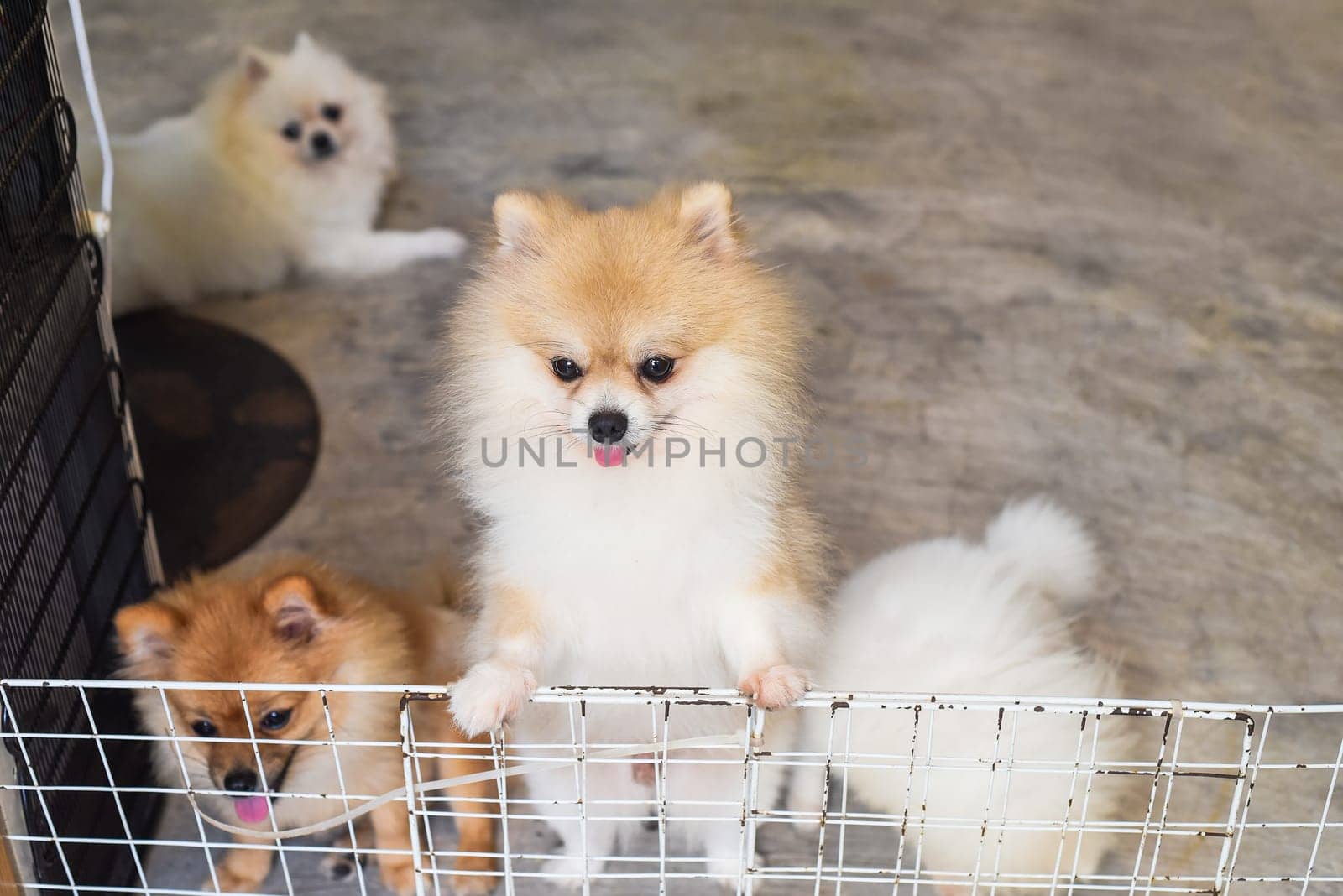 Many Pomeranian dogs inside of pet cafe with dogs in Vietnam