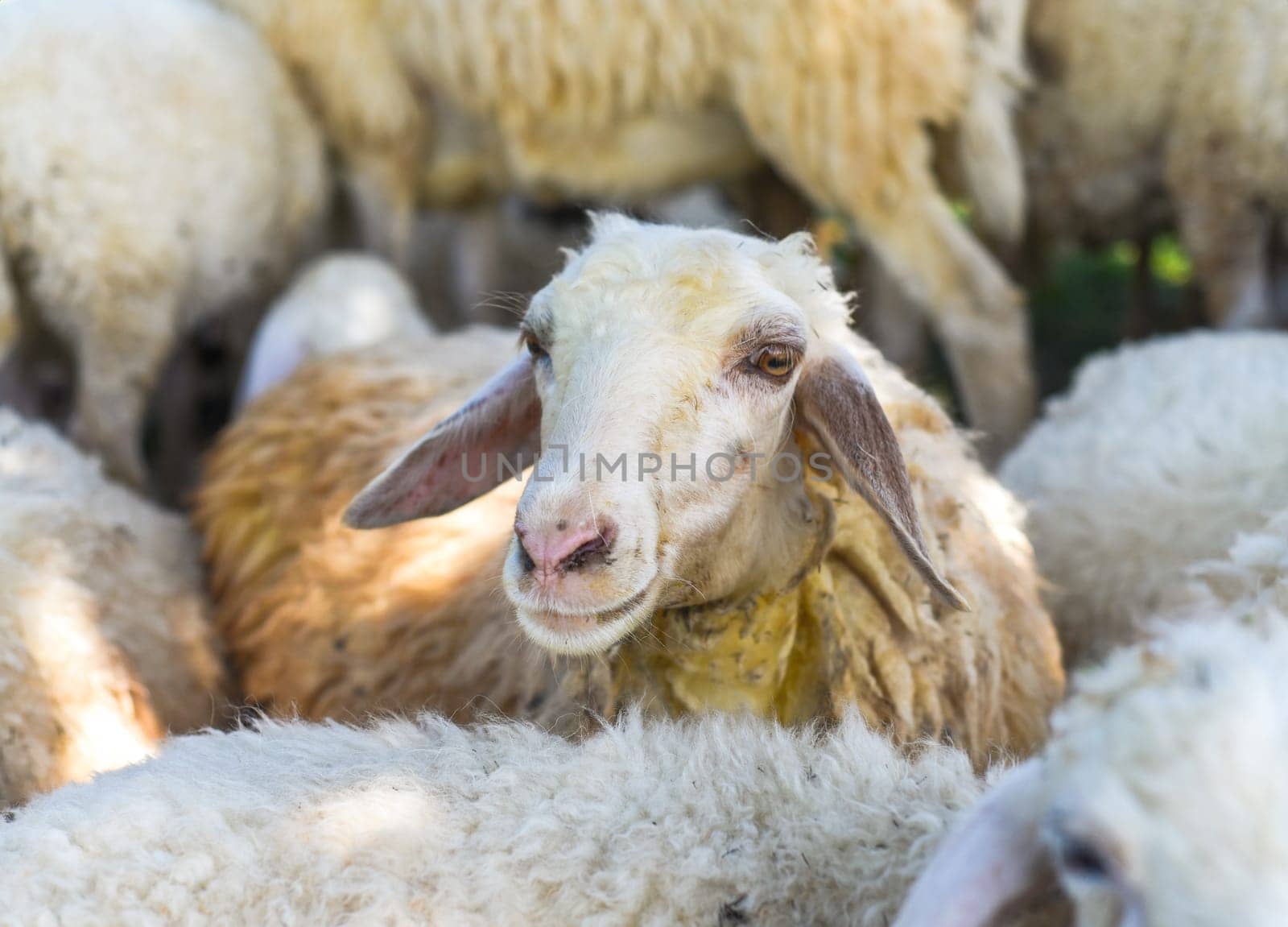 Sleepy sheep has a nap in sunny day