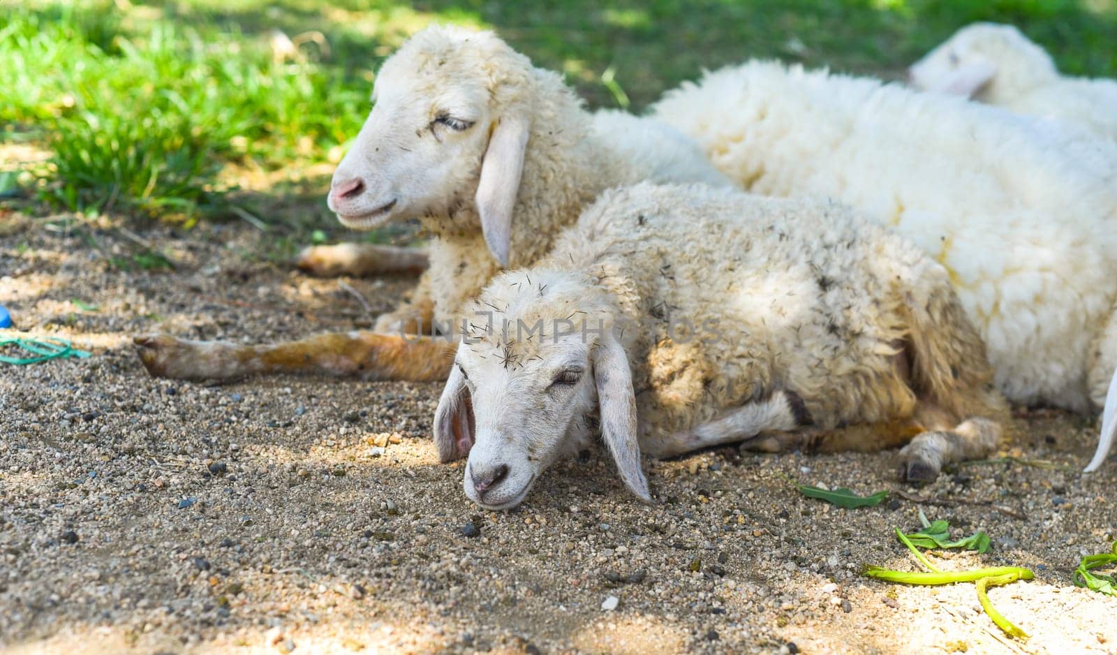 Sleepy sheeps have a nap  in the shade