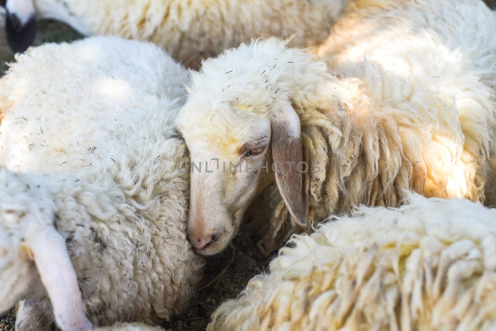 Sleepy sheep has a nap in sunny day