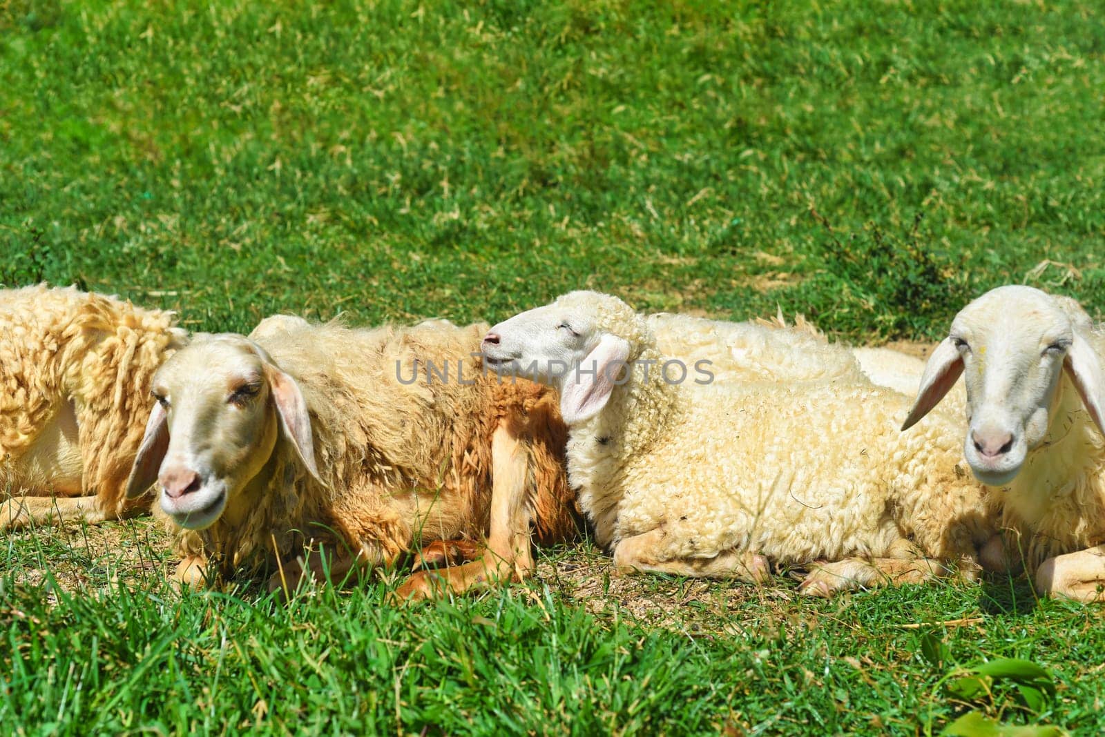 Sleepy sheeps have a nap  in the shade