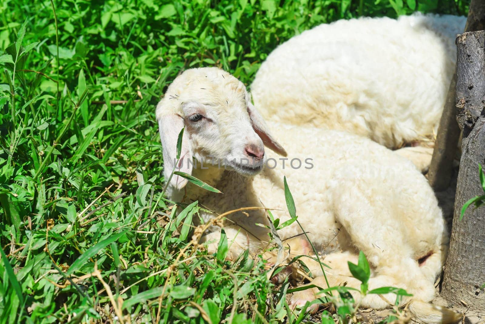 Sleepy sheep has a nap under sunlight