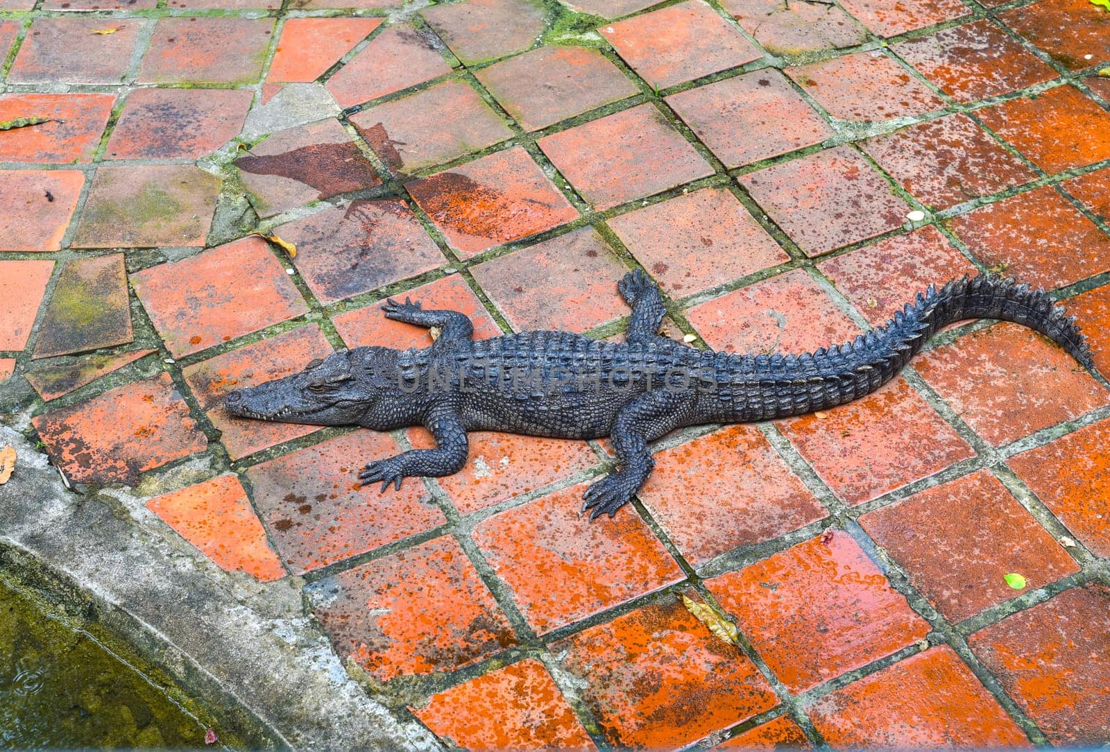 Crocodile resting on the floor in Vietnam