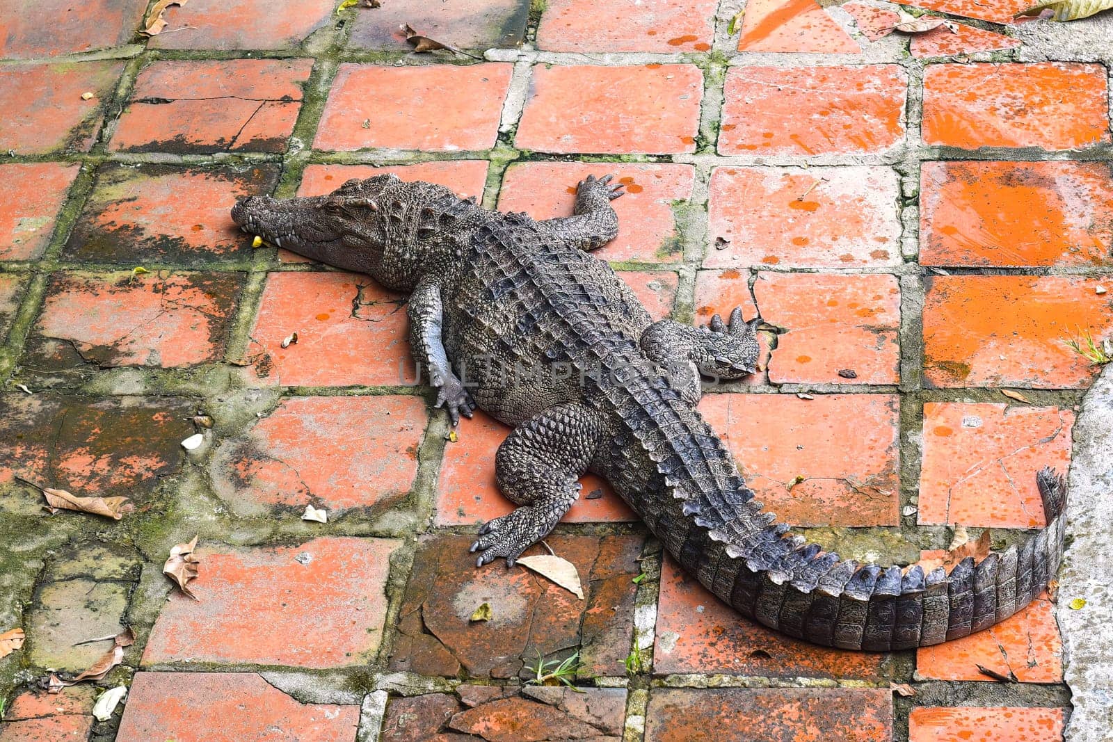 Crocodile resting on the floor in Vietnam