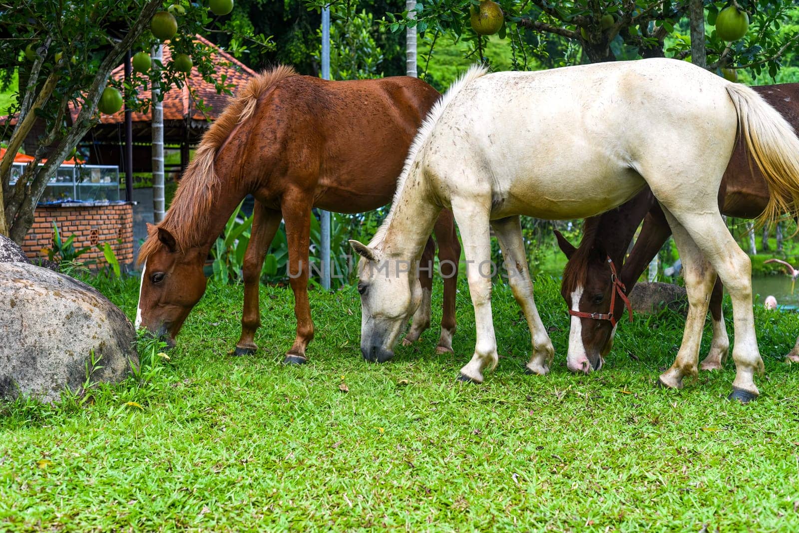 Three adult horeses eating grass in Vietnam