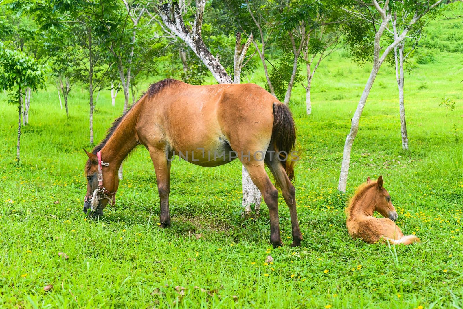 Mum and baby horses on grassland in Vietnam