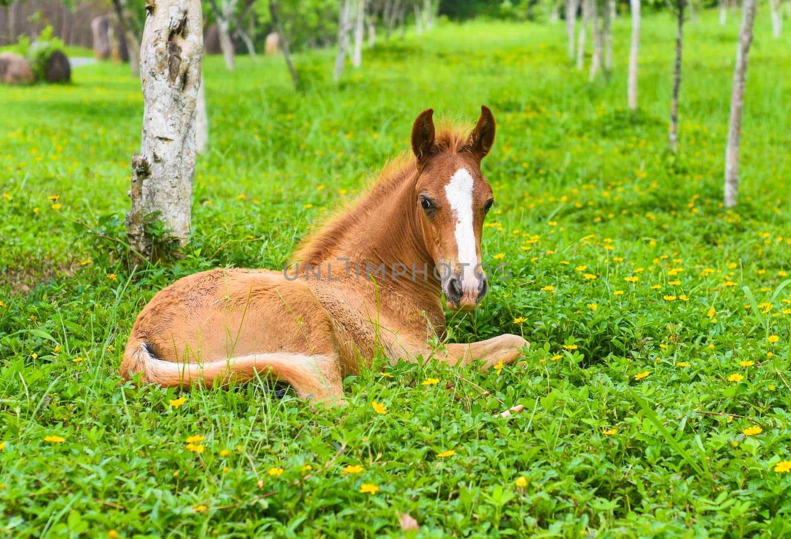 Little foal resting on green grass in Vietnam