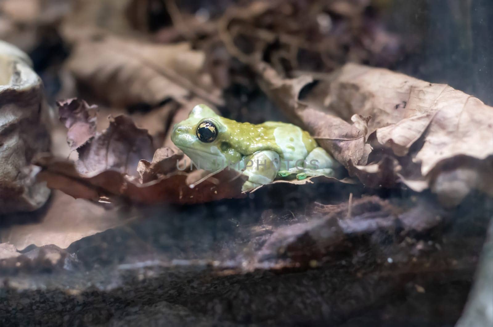 The Mission golden-eyed tree frog or Amazon milk frog (Trachycephalus resinifictrix), also known as blue milk frog