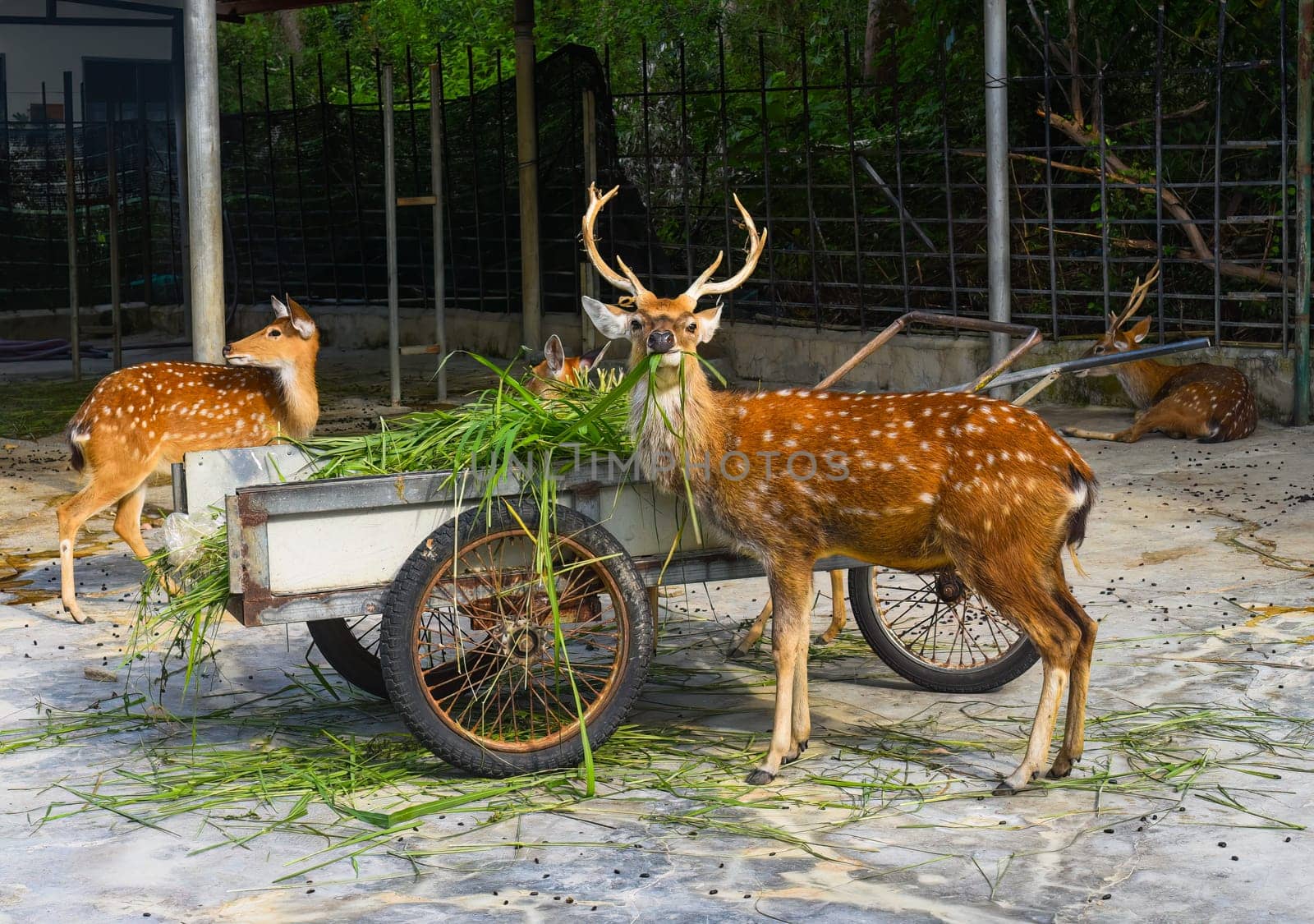 Sika deer enjoying food in Vietnam