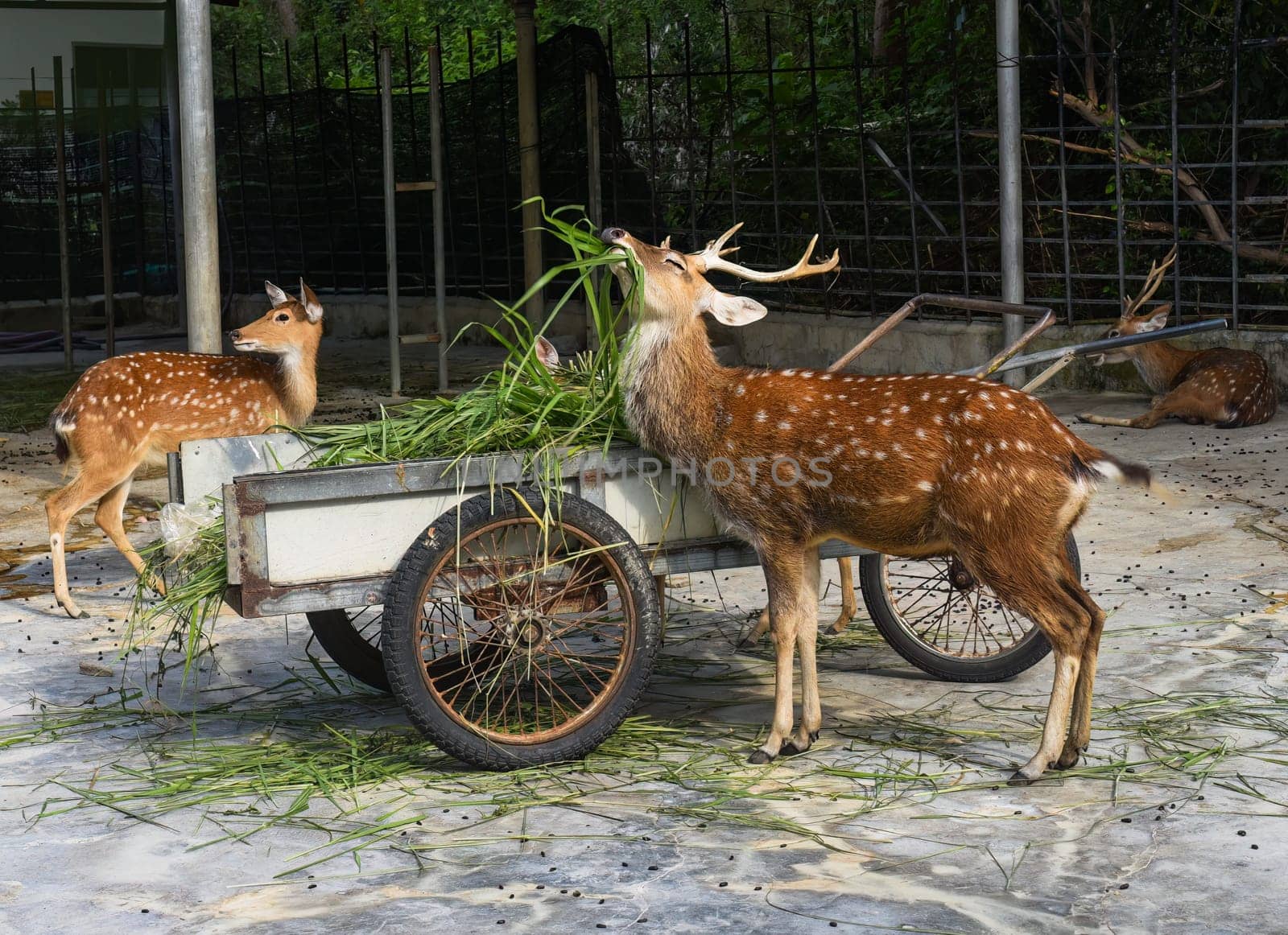Sika deer enjoying food in Vietnam