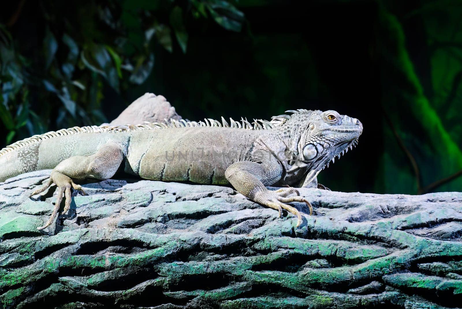 the green iguana, also known as the American iguana or the common green iguana sitting on the tree
